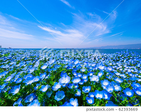 Nemophila at Maiko Seaside Park 62393669