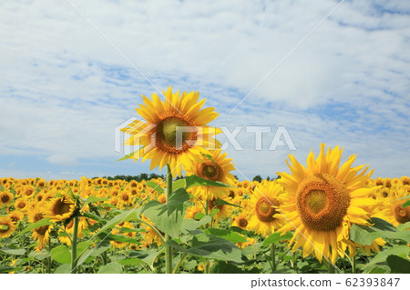 Sunflower of Hokuryu-cho 62393847