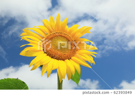 Sunflower of Hokuryu-cho 62393849