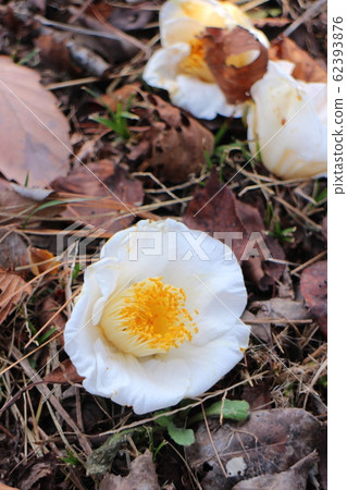 Kamo Tsubaki Kimoto Ami Kamo Tsubaki Kimoto Ami 62393876