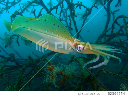 游泳淡水魚 游泳淡水魚 62394254
