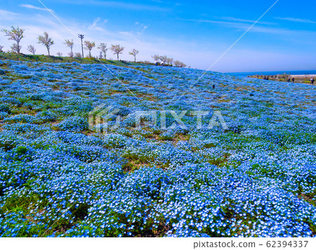 Nemophila at Maiko Seaside Park Nemophila at Maiko Seaside Park 62394337