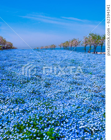 Nemophila at Maiko Seaside Park 62394341