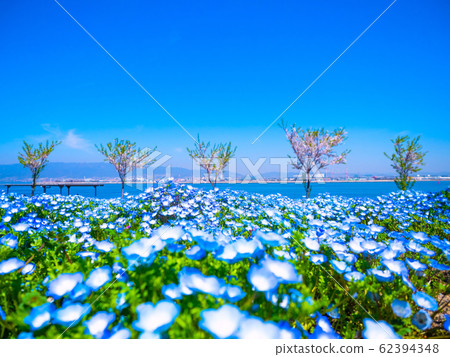 Nemophila at Maiko Seaside Park 62394348