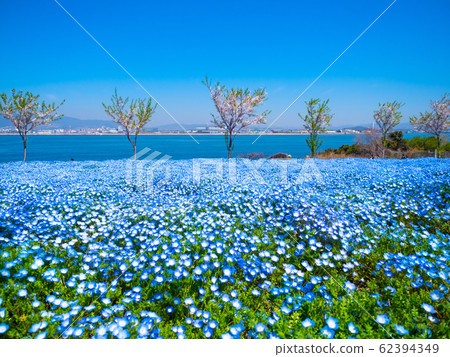 Nemophila at Maiko Seaside Park 62394349