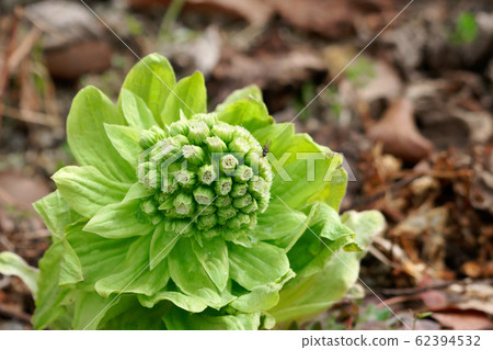 Fukinotou Fukinotou 62394532