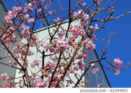 Kawazu-zakura, Kawazu Sakura, early blooming Cherry Blossoms in Tokyo Japan 62394801