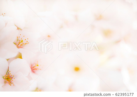 Cherry Blossoms	 62395177