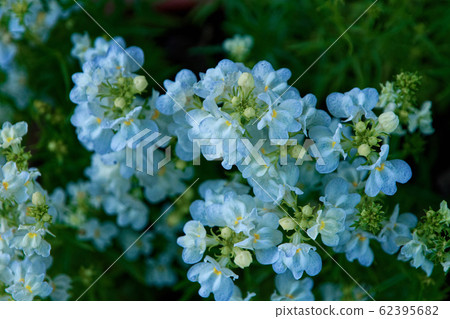 Alissam的花 62395682