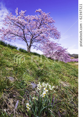 [靜岡縣]南水町下鴨溫泉，南櫻花和油菜花節@水仙 62397321