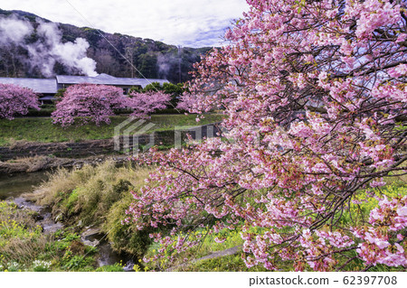 [Shizuoka Prefecture] Minamiizu Town Shimogamo Onsen, Minami Cherry Blossom and Rape Festival 62397708