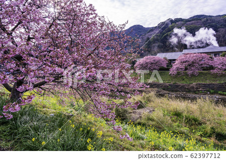 [靜岡縣]南伊豆町下鴨溫泉，南櫻花和油菜節 62397712