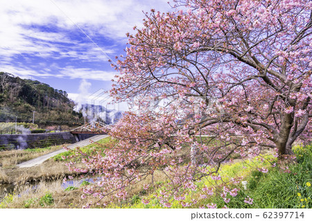 [靜岡縣]南伊豆町下鴨溫泉，南櫻花和油菜節 62397714