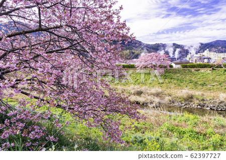 [Shizuoka Prefecture] Minamiizu Town Shimogamo Onsen, Minami Cherry Blossom and Rape Festival 62397727