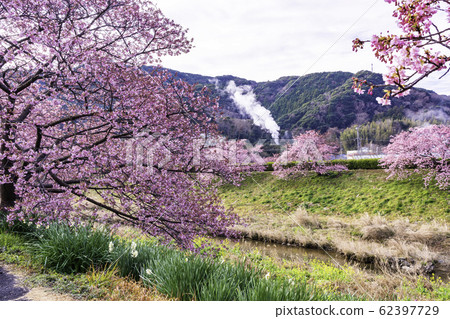 [Shizuoka Prefecture] Minamiizu Town Shimogamo Onsen, Minami Cherry Blossom and Rape Festival 62397729