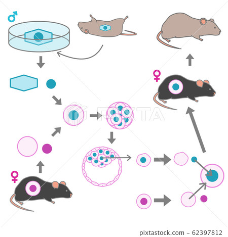 Vector illustration explaining the process of creating a cloned mouse from a frozen mouse 62397812