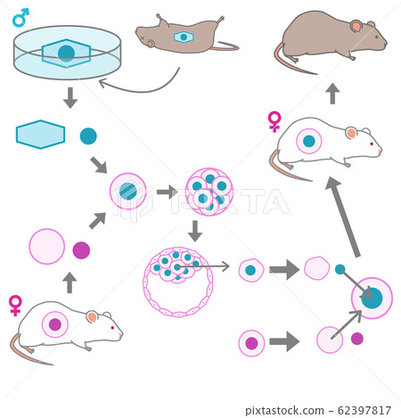 Vector illustration explaining the process of creating a cloned mouse from a frozen mouse 62397817