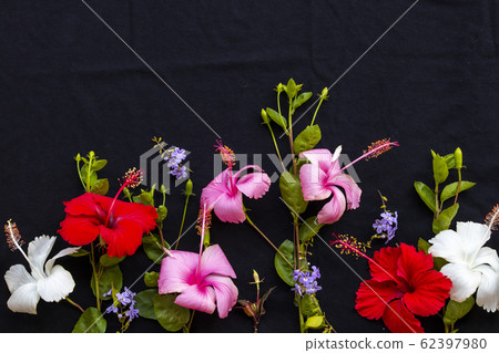 red, pink, white flowers hibiscus local flora of asia arrangement flat lay postcard style red, pink, white flowers hibiscus local flora of asia arrangement flat lay postcard style 62397980