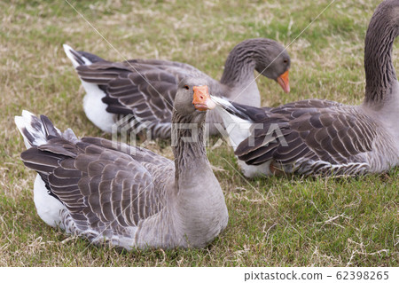 Greylag goose resting on the grass 62398265
