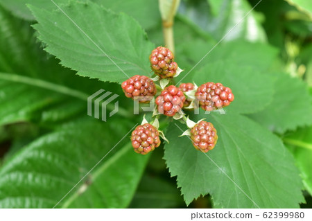 Blackberry fruit 62399980