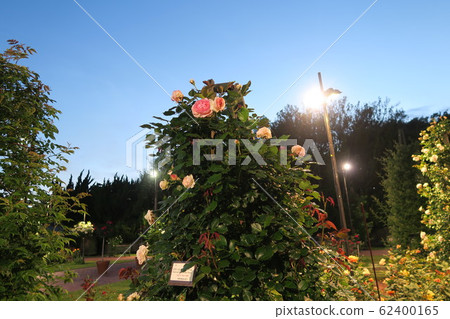哈馬德拉公園玫瑰花園-城市景觀- 62400165