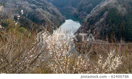 Plum blossom  62400786
