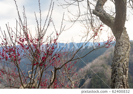 Plum blossom Plum blossom 62400832