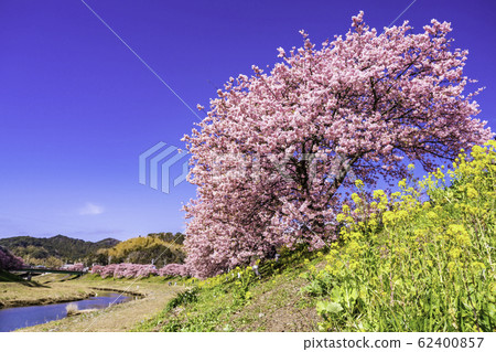 [Shizuoka Prefecture] Minamiizu Town Shimogamo Onsen, Minami Cherry Blossom and Rape Festival 62400857