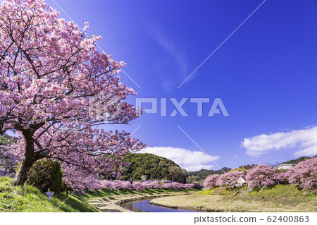 [Shizuoka Prefecture] Minamiizu Town Shimogamo Onsen, Minami Cherry Blossom and Rape Festival 62400863