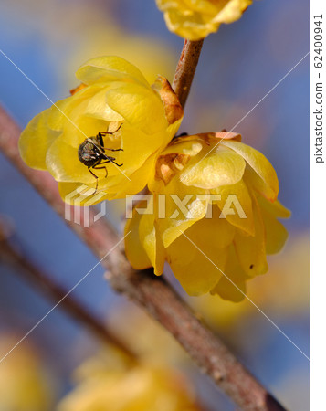 fly sitting on a yellow flower 62400941