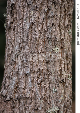 Oak tree bark Oak tree bark 62401404