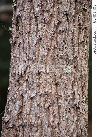 Oak tree bark Oak tree bark 62401405