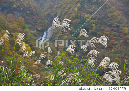 Autumn leaves of Minazuna River, Minamiuonuma City, Niigata Prefecture Echigo Komagatake Otsurumizusawa Kagura Falls and Susuki Autumn leaves of Minazuna River, Minamiuonuma City, Niigata Prefecture Echigo Komagatake Otsurumizusawa Kagura Falls and Susuki 62401659