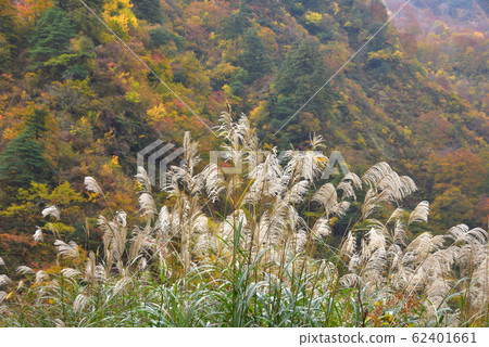 Autumn leaves of Minazunagawa, Minamiuonuma, Niigata Prefecture 62401661