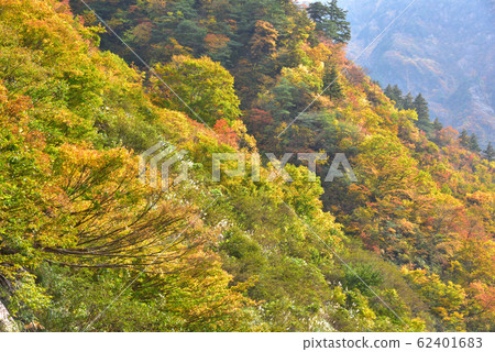 Autumn leaves of Minazunagawa, Minamiuonuma, Niigata Prefecture 62401683