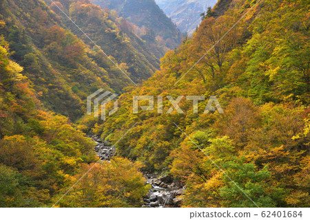Autumn leaves of Minazunagawa, Minamiuonuma-city, Niigata 62401684