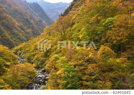 Autumn leaves of Minazunagawa, Minamiuonuma-city, Niigata 62401685