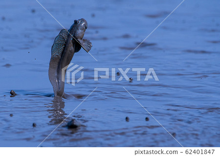 有明海潮灘的泥巴魚 有明海潮灘的泥巴魚 62401847