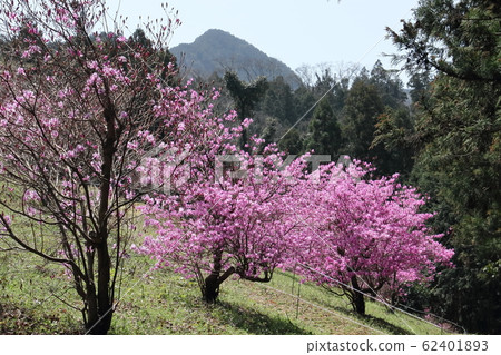 Ogose Trefoil Azalea Garden 62401893