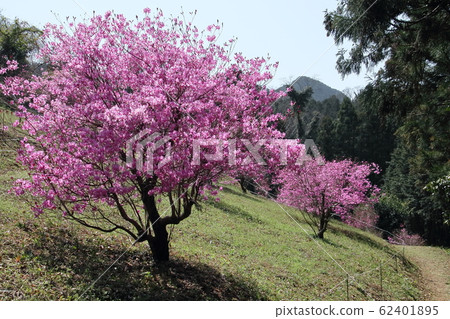 越橘三葉杜鵑花園 62401895