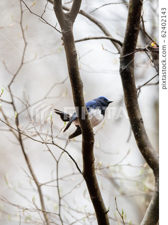 Ooruri, the sound of a cool forest Ooruri, the sound of a cool forest 62402143