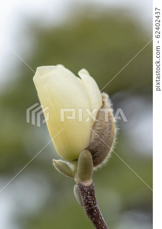 Haku Mokren 62402437