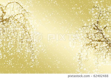 盛開的垂枝櫻花 62402488