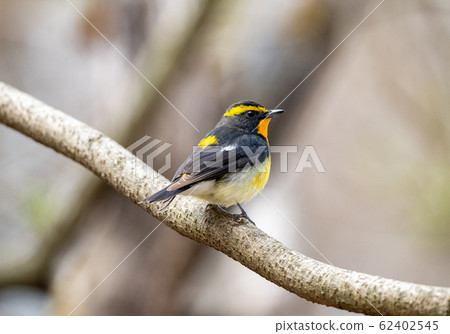 在森林裡飛翔的春天 62402545