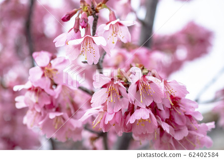 Cherry blossoms 62402584