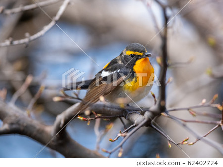 Flying spring in the forest 62402724