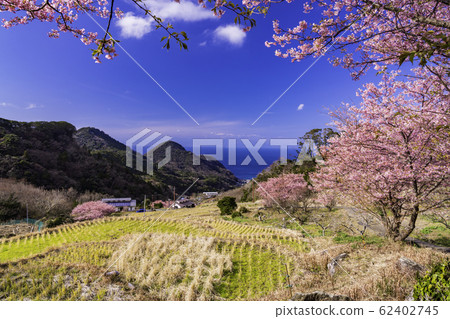 （靜岡）河津櫻花盛開，西石井的梯田 62402745