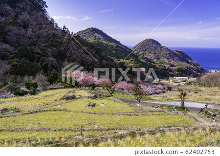 (Shizuoka) Kawazu cherry blossoms bloom, terraced rice fields in Nishiizu Ishibe (Shizuoka) Kawazu cherry blossoms bloom, terraced rice fields in Nishiizu Ishibe 62402753