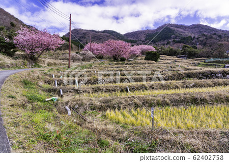(Shizuoka) Kawazu cherry blossoms bloom, terraced rice fields in Nishiizu Ishibe (Shizuoka) Kawazu cherry blossoms bloom, terraced rice fields in Nishiizu Ishibe 62402758