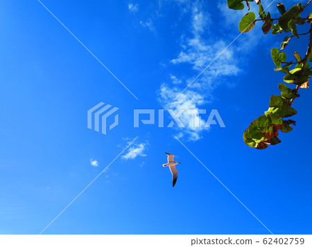 Caribbean sky and birds Caribbean sky and birds 62402759